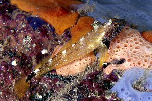 Peperoncino giallo (Tripterygion delaisi)