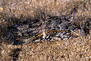 Aglaja depicta (Aglaja depicta)