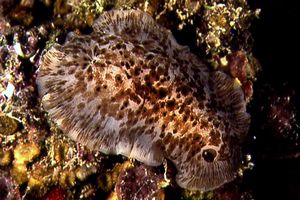 Dendrodoride fiorito (Dendrodoris grandiflora)