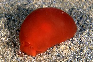 Bertella arancione (Berthella aurantiaca)