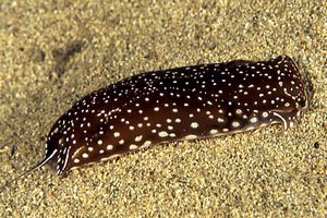 Aglaja a pois (Aglaja tricolorata)