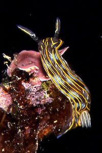 Doride di villafranca (Hypselodoris villafranca)