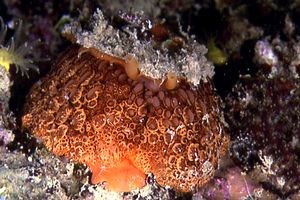 Lumaca ad ombrello (Umbraculum umbraculum)