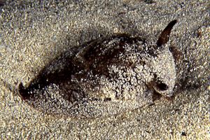 Pleurobranchea (Pleurobranchaea meckelii)