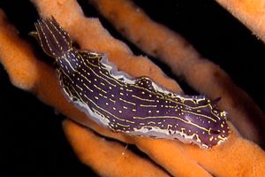 Doride dipinto (Hypselodoris picta)