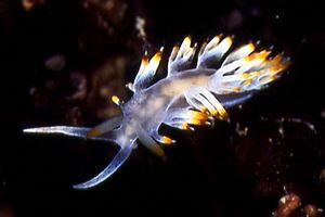 Flabellina bianca (Flabellina babai)