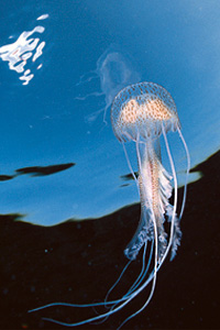 Medusa luminosa (Pelagia noctiluca)