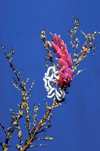 Flabellina pedata (Flabellina pedata)