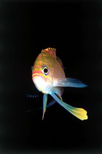 Castagnola rossa (Anthias anthias)