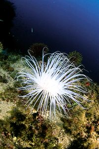 Cerianto (Cerianthus membranaceus)