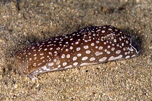 Aglaja a pois (Aglaja tricolorata)