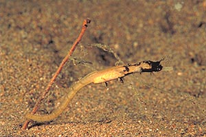 Pseudo ippocampo (Acentronura breviperula)