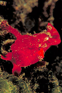 Pesce rana pitturato (Antennarius pictus)