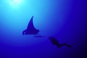 Manta (Manta birostris)