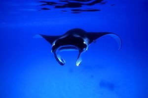 Manta (Manta birostris)