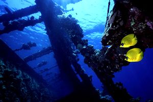 Pesce farfalla semimascherato (Chaetodon semilarvatus)