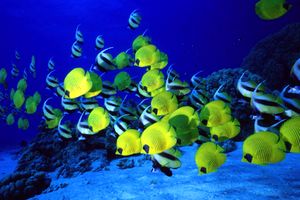 Pesce farfalla semimascherato (Chaetodon semilarvatus)