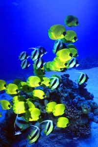 Pesce farfalla semimascherato (Chaetodon semilarvatus)