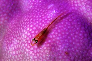 Gobide (Pleurosicya micheli)