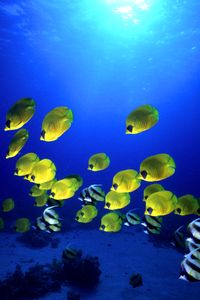 Pesce farfalla semimascherato (Chaetodon semilarvatus)