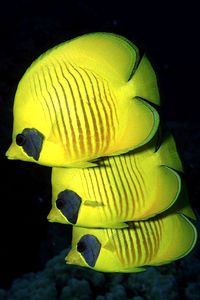 Pesce farfalla semimascherato (Chaetodon semilarvatus)