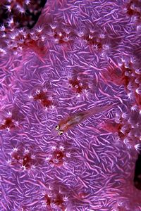 Gobide (Pleurosicya micheli)