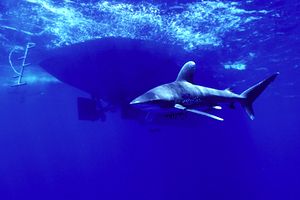 Squalo longimanus (Carcharhinus longimanus)