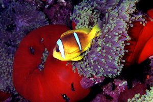 Pesce pagliaccio (Amphiprion bicinctus)