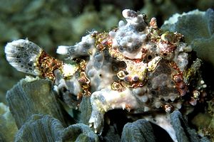 Pesce rana pitturato (Antennarius pictus)