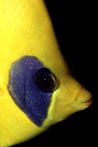 Pesce farfalla semimascherato (Chaetodon semilarvatus)