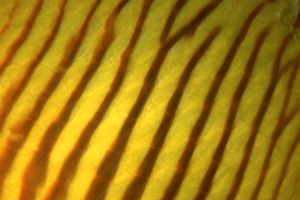 Pesce farfalla semimascherato (Chaetodon semilarvatus)