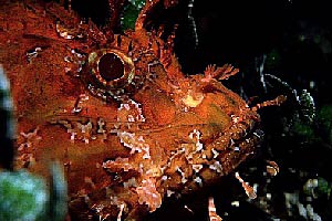 Scorfano rosso (Scorpaena scrofa)