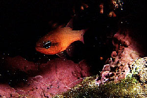 Re di triglie (Apogon imberbis)