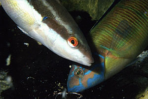 Donzella (Coris julis)