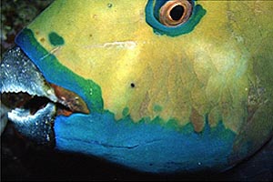 Pesce pappagallo (Scarus sordidus)