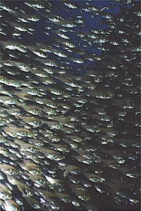 Pesce vetro (Parapriacanthus ransonneti)