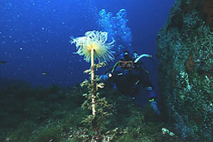 Spirografo (Sabella spallanzanii)