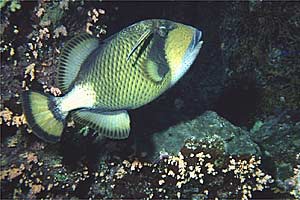 Pesce balestra (Balistoides viridescens)