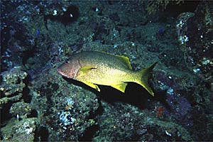 Lutiano monostigma (Lutjanus monostigma)