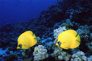 Pesce farfalla semimascherato (Chaetodon semilarvatus)