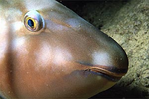 Pappagallo a muso lungo (Hipposcarus harid)