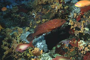 Cernia miniata (Cephalopholis miniata)