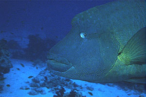 Pesce napoleone (Cheilinus undulatus)