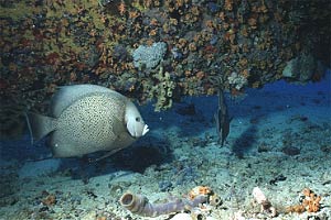 Pesce angelo grigio (Pomacanthus arcuatus)