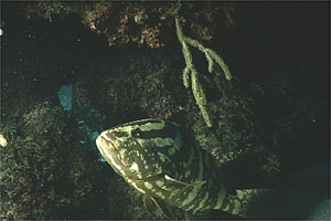 Cernia 'testa di toro' (Epinephelus striatus)