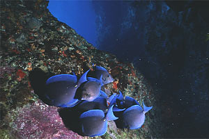 Pesce chirurgo blu (Acanthurus coeruleus)