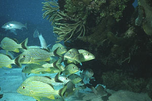 Emulide (Haemulon sciurus)