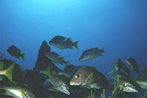 Grugnitore (Lutjanus apodus)