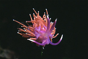 Flabellina rossa (Flabellina ischitana)
