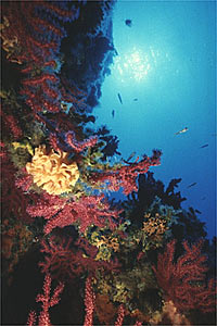 Trina di mare (Reteporella grimaldii)
